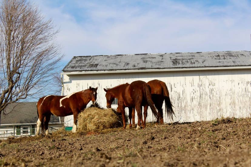 Horse